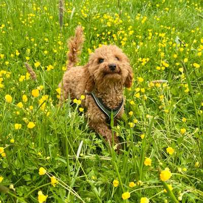 Hundetreffen-Welpentreffen Hannover-Bild