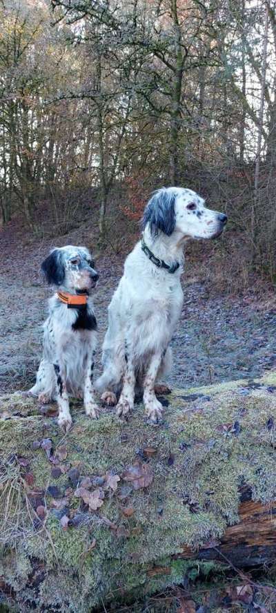 Auslandstierschutz-Beitrag-Bild