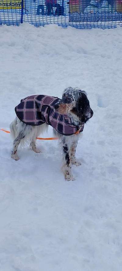 Dogorama Photo Challenge - Winterstimmung-Beitrag-Bild