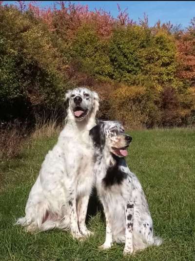 Dogorama Photo Challenge - Gassipause-Beitrag-Bild