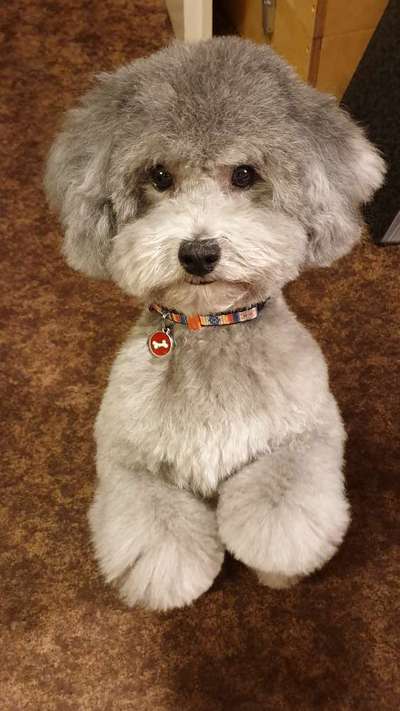 Kleinpudel zu kurz geschoren-Beitrag-Bild