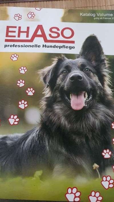 Alles rund um den Pudel-Beitrag-Bild