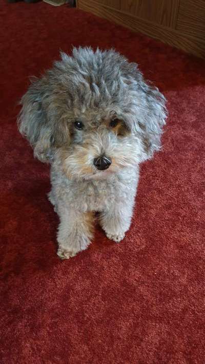 Pudel-Treffen-Beitrag-Bild