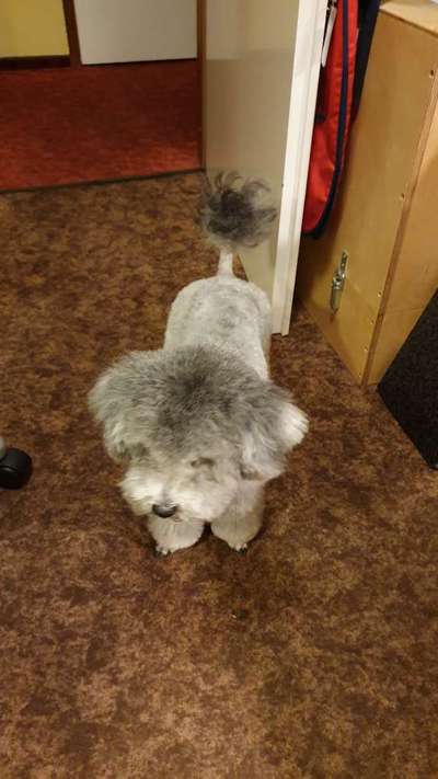 Kleinpudel zu kurz geschoren-Beitrag-Bild