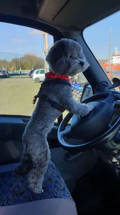 Alles rund um den Pudel-Beitrag-Bild