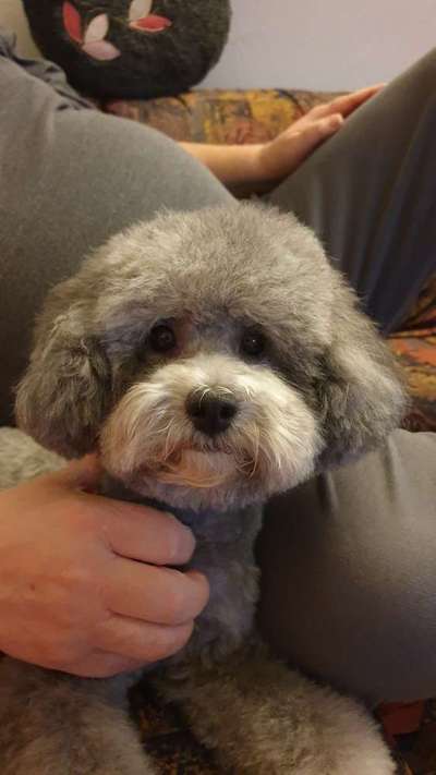 Kleinpudel zu kurz geschoren-Beitrag-Bild