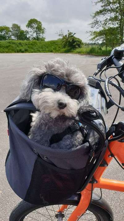 Dein Hund im Dogorama-Kalender 2021-Beitrag-Bild