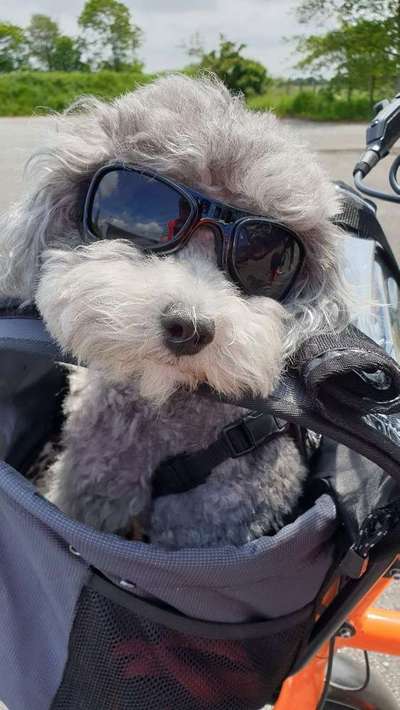 Dein Hund im Dogorama-Kalender 2021-Beitrag-Bild