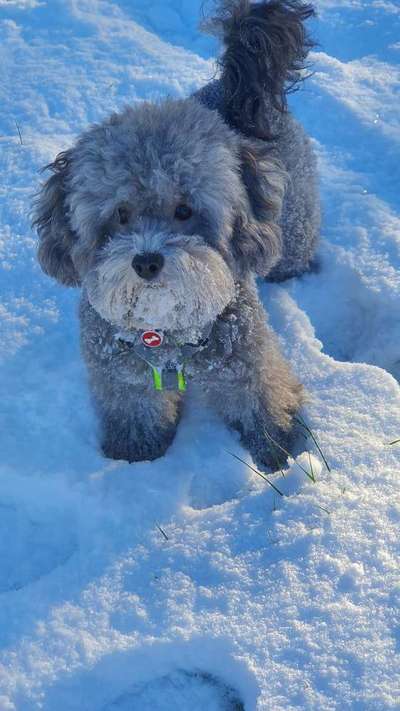 Dogorama Photo Challenge - Es wird nochmal kalt!-Beitrag-Bild