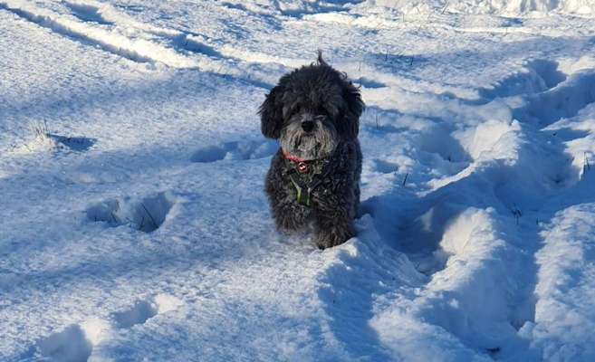 Die Dogorama Kalender Challenge Teil 2/4-Beitrag-Bild