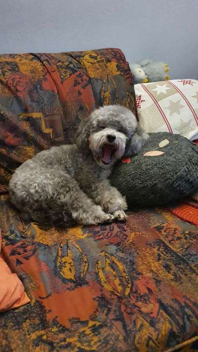 Die Dogorama-Wochen-Challenge "Die schönste Grimasse"-Beitrag-Bild