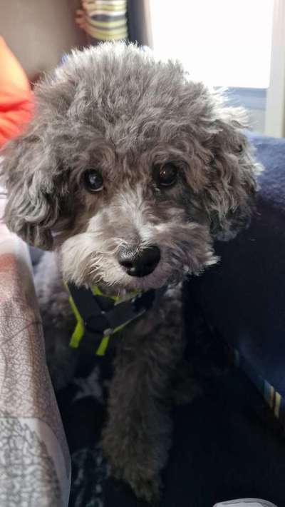 Handy Foto Challange Nr. 46  Happy Dog-Beitrag-Bild