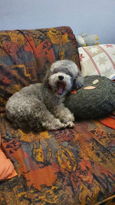 Dogorama Photo Challenge - Dein Hund beim Gähnen-Beitrag-Bild