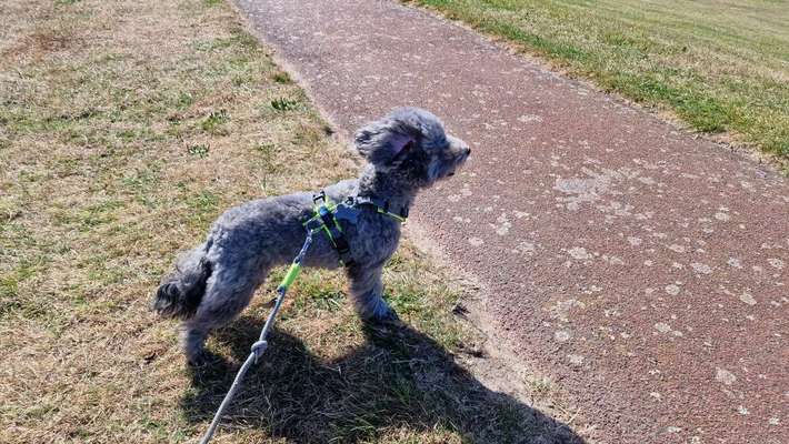 Alles rund um den Pudel-Beitrag-Bild