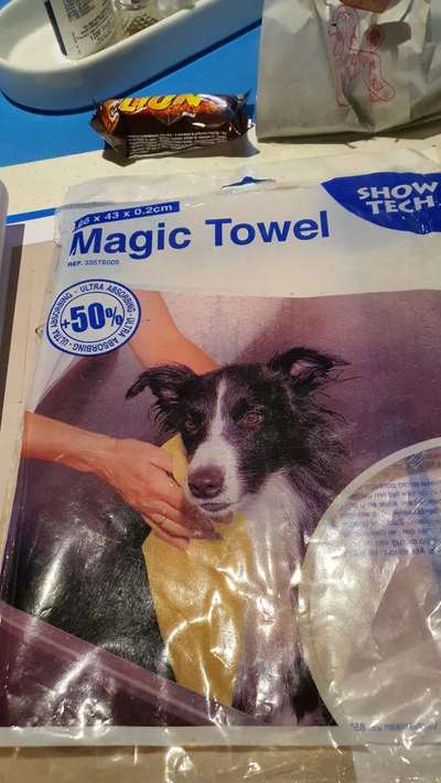 Alles rund um den Pudel-Beitrag-Bild