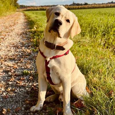 Hundetreffen-Spiel- und Trainingspartner für Labradorjunghund-Bild