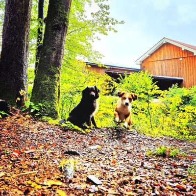Hundepension Bild
