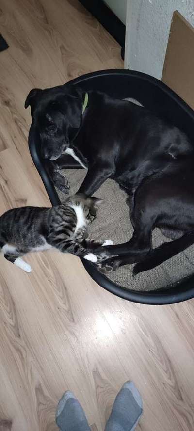 Labradorfans-Beitrag-Bild