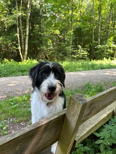 Hundetreffen-Hundefreunde gesucht-Bild