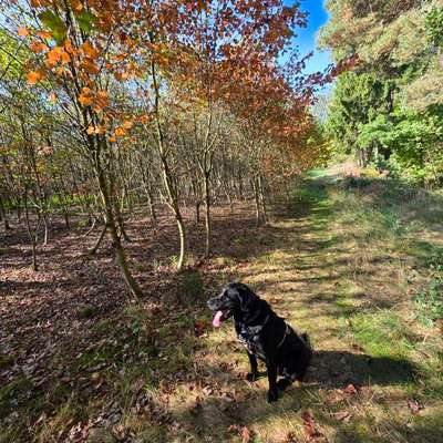 Hundetreffen-Waldspaziergänge und Spielrunden-Bild