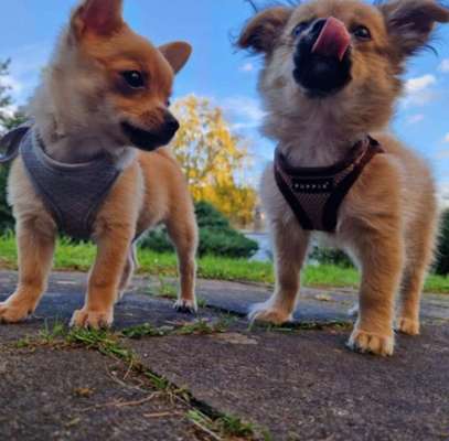 Dogorama Photo Challenge - Licht-Beitrag-Bild