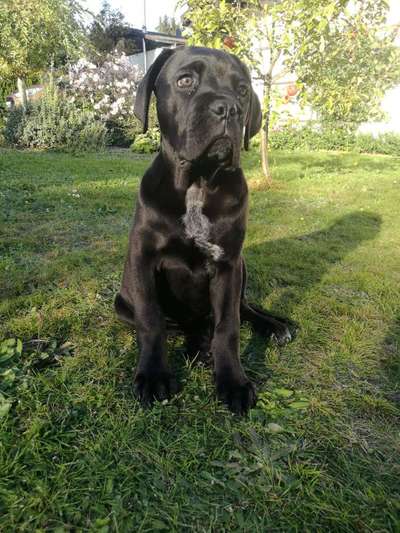 Welpen Bilder !-Beitrag-Bild