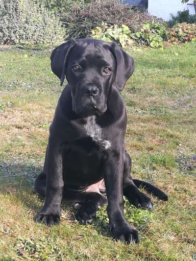 Seltene Rassen!-Beitrag-Bild