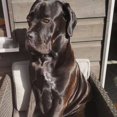 Hundetreffen-Hundesitter stundenweise an unterschiedlichen Tagen gesucht-Profilbild