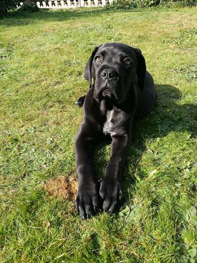 Seltene Rassen!-Beitrag-Bild