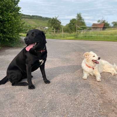 Hundetreffen-Gassigehen-Bild