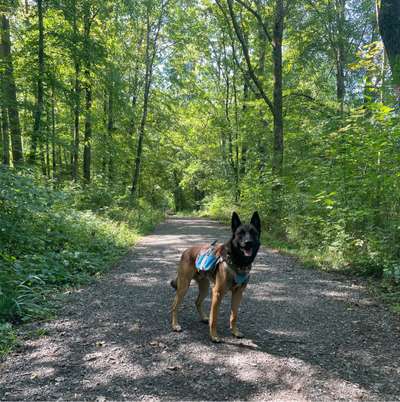 Hundetreffen-Spielen / Sozialisieren-Bild