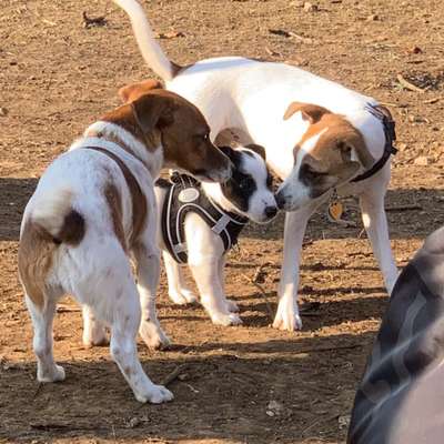 Hundetreffen-Welpen - Junghund - Erwachsene Hunde - Trainings - Spielgruppe-Bild