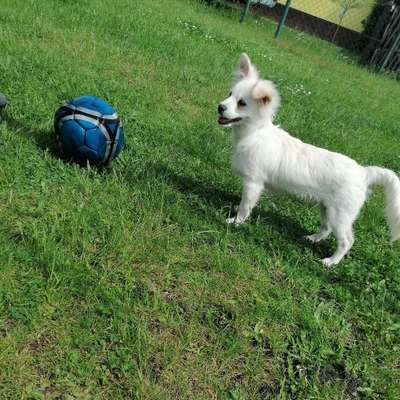 Hundetreffen-Spiele-Runde oder Gassi-Runden ☺️-Bild