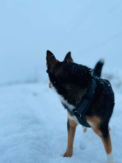 Hundetreffen-Spiel & Gassirunde-Bild