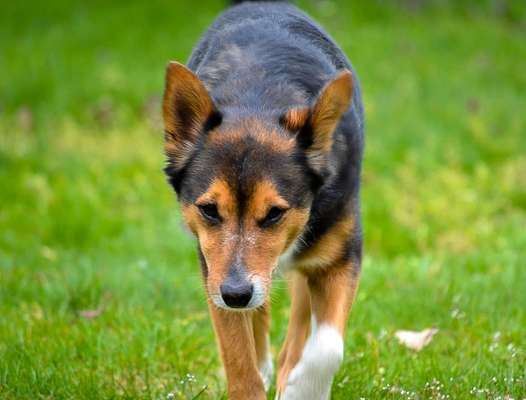 Foto's und Hundemodels-Beitrag-Bild