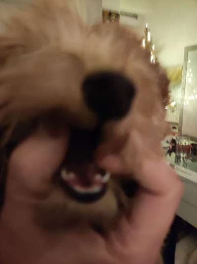 Zahnender Welpe- Mundgeruch-Beitrag-Bild