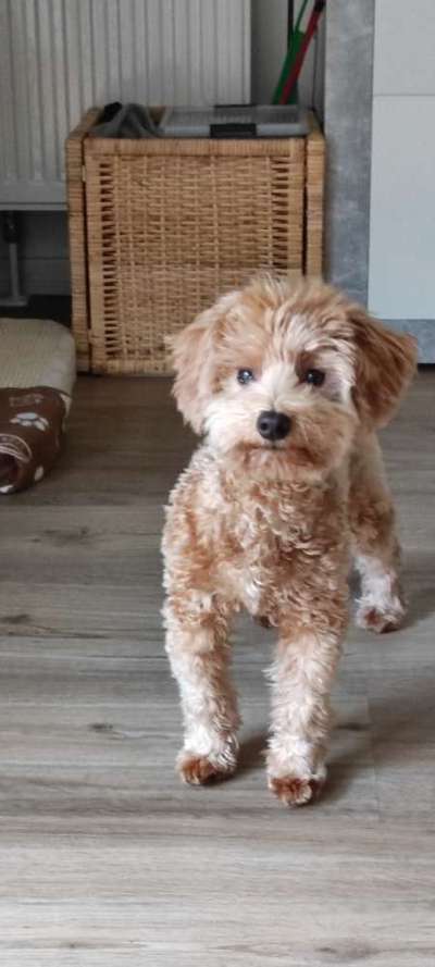 Havapoo (Havaneser Pudel mix)-Beitrag-Bild