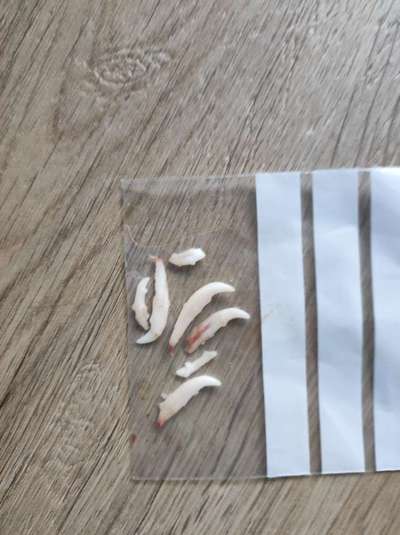 Zahnender Welpe- Mundgeruch-Beitrag-Bild