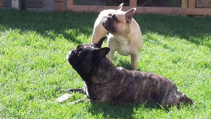 Französische Bulldoggen-Beitrag-Bild