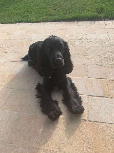 Englisch Cocker Spaniel-Beitrag-Bild