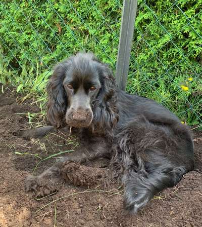 Die Dogorama Kalender Challenge Titelbild-Beitrag-Bild