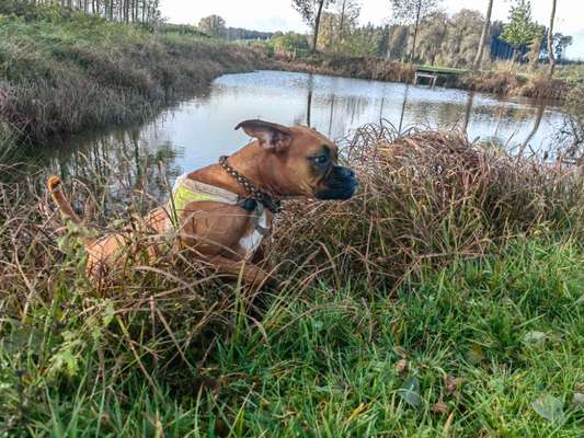 Hundetreffen-spielrunde-Bild