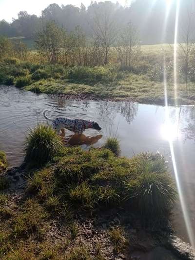 Hundeauslaufgebiet-Rotbach / Wolfenthal in Biberach-Bild