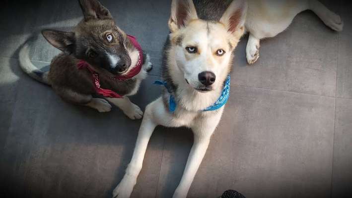 Fotochallange nr. 106
Der geschmückte Hund.-Beitrag-Bild