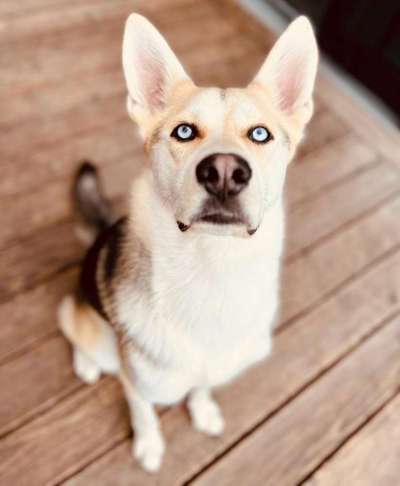 Mischlingshunde Foto Aufruf-Beitrag-Bild