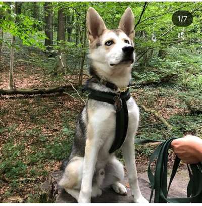 Mischlingshunde Foto Aufruf-Beitrag-Bild