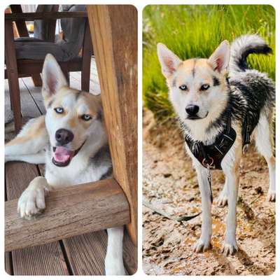 Nordische Hütehunde - Husky-Schäferhund-Mixe und ähnliches-Beitrag-Bild