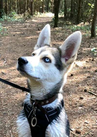 Mischlingshunde Foto Aufruf-Beitrag-Bild