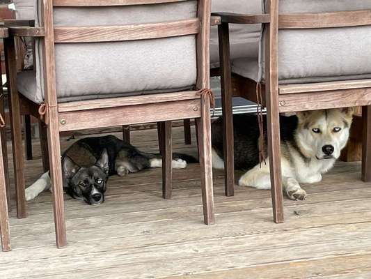 Fotosammlung: ,,Der natürliche Hund" Unbearbeitet, ungestellt und in Natura-Beitrag-Bild