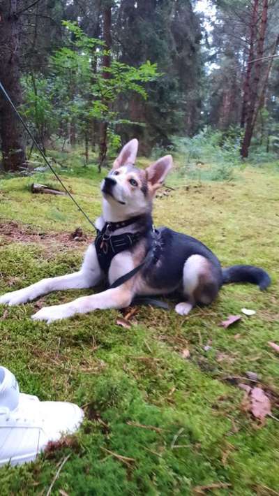 Mischlingshunde Foto Aufruf-Beitrag-Bild